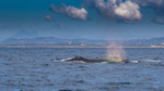 Whale Boat 1