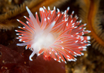 Carronella pellucida