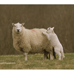 Welsh Sheep