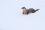 River Otter sliding on snow, Yellowstone River, Wyoming, USA
