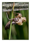 Dragonfly Exuvia 2