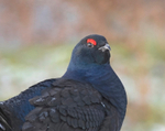 Black Grouse - Tetrao tetrix