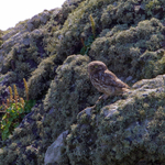 Little Owl portfolio