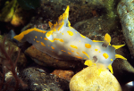 Polycera quadrilineata