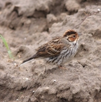 Little Bunting