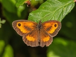 Gatekeeper