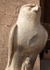 Edfu 4jpg
