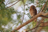 Ferruginous Pygmy-Owl perched, Pantanal, Brazil