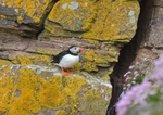 Puffin