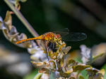 Ruddy Darter