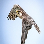 BBR-03-Pergrin Falcon