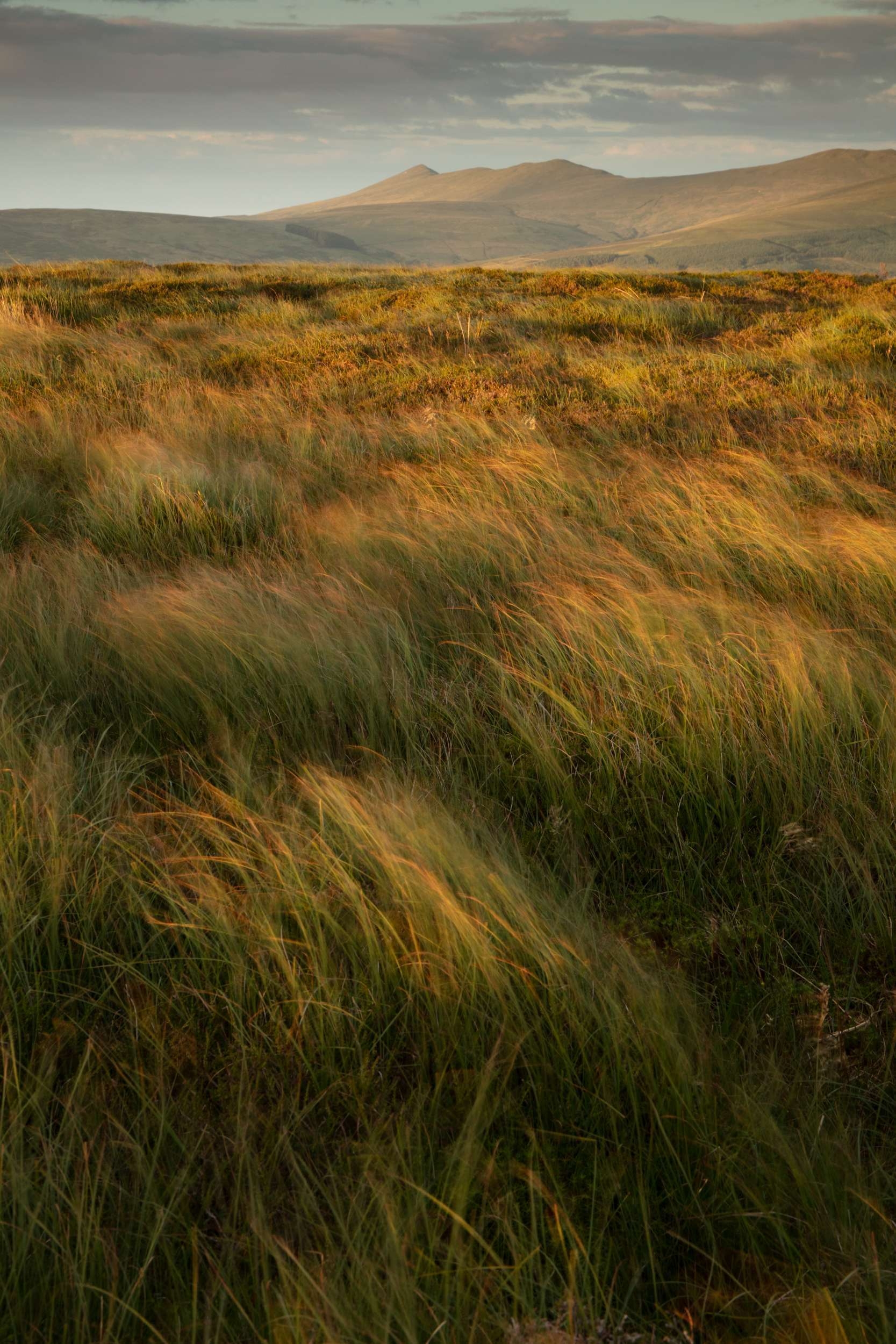 Summer Breeze