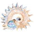 Star Shell