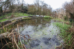 Common Frog (Rana temporaria), Bristol Ian Wade