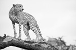 Cheetah on a lookout tree