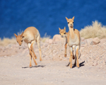 Young Vicunas in playful mood, Lake Miscanti, Chile