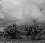 Storm clouds and Chollas