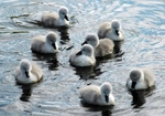 Cygnets at the Curlie 2007