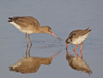 Bar-tailed Godwit - Limosa lapponica