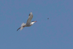 Common Tern