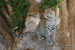 Leopard in a Mashatu Tree
