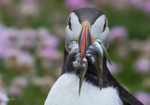 Puffen with Fish 11