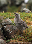 SBG007: Gull chick