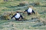 Black Grouse