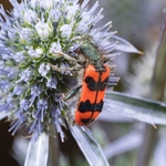 Checkered beetle (Trichodes alvearius