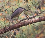 Night Heron