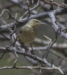 Long-billed Crombec