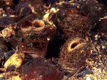 Mya arenaria group