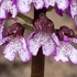Lady Orchid (Orchis purpurea)