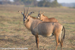 Roan antelopes