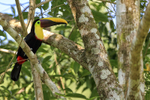 Yellow-throated Toucan, Playa Cativo Lodge, Costa Rica