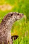 european otter lutra lutra-11