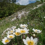 Mountain avens (Dryas octopetala)