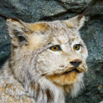 Haines-31
