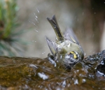 Golden-crowned Kinglet
