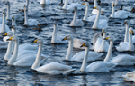 Whooper Swan