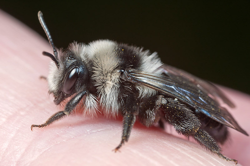 [i]Andrena cineraria]/i] female, resting on my hand. Warwickshire, April 2012.