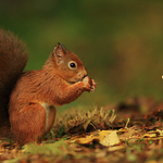 Red Squirrel
