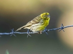 Serin
