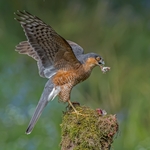 6 Sparrow Hawk with mouthfull 20 