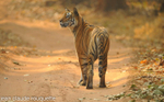 Tigress on the road in Bandhavgarh.