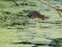 Muskrat swimming, Cranberry Marsh, Valemount, Canada