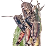 Brown Mountain Grasshoppers (Podisma pedestris)