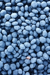 Coal Frost