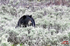 3HPhotography5-19-25_GTNP_132_