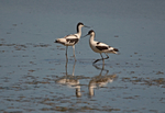 Avocets